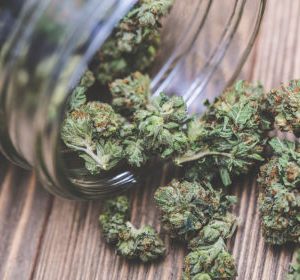PET PRODUCTS CBD OVERVIEW