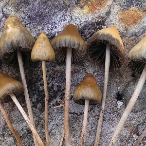 Benefits of Consuming Psilocybin Mushrooms