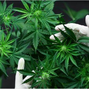 Is it True that CBD Uses Help to Relieve Anxiety